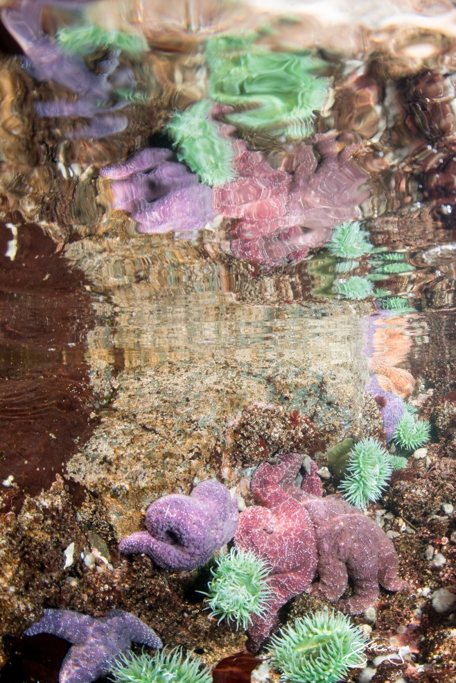 Ochre Stars mirrored against the surface. ©Jackie Hildering; TheMarineDetective.ca.