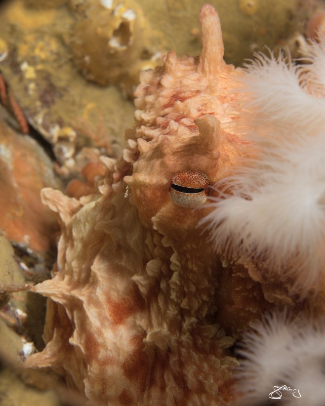 Juvenile Giant Pacific Octopus amidst Plumose Anemones. ©Jackie Hildering; themarinedetective.ca.