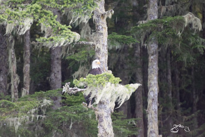 Mature Bald Eagle perched among lichen-draped Cedars. ©Jackie Hildering; themarinedetective.ca.