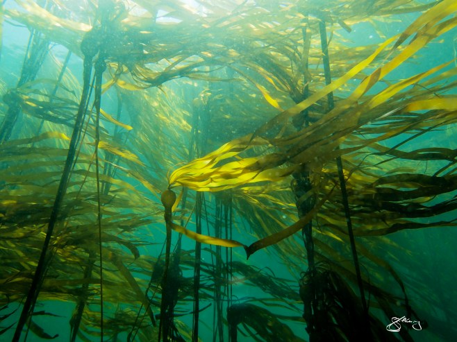 Bull kelp forest (Nereocystis luetkeana). Habitat for +/- 750 species and can grow up to 60 cm/day. About 70% of our oxygen comes from the sea - from these giant algae to the phytoplankton that make these cold, dark, rich waters appear emerald green. ©Jackie Hildering