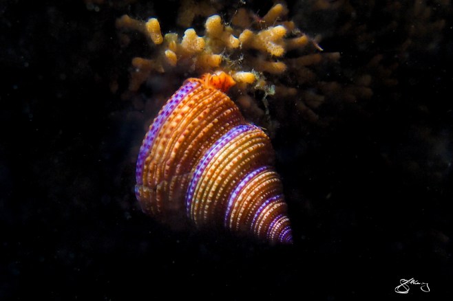 Purple-Ringed Topsnail - species to 4 cm wide. Brilliant ambassador for the colour and biodiversity of the NE Pacific Ocean. ©Jackie Hildering; themarinedetective.ca.