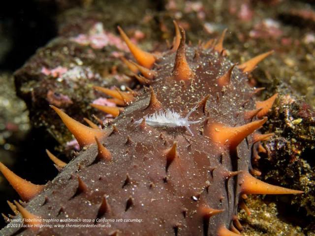 A Giant Red Sea Cucumber in its usual position, horizontal so that it can feed by mopping up particles. This one has a nudibranch crossing over it (Flabellina trephine). ©Jackie Hildering