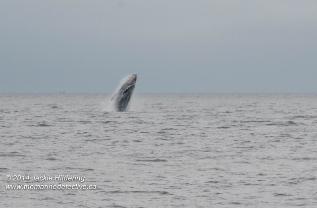 ©Jackie Hildering. Telephoto and cropped.