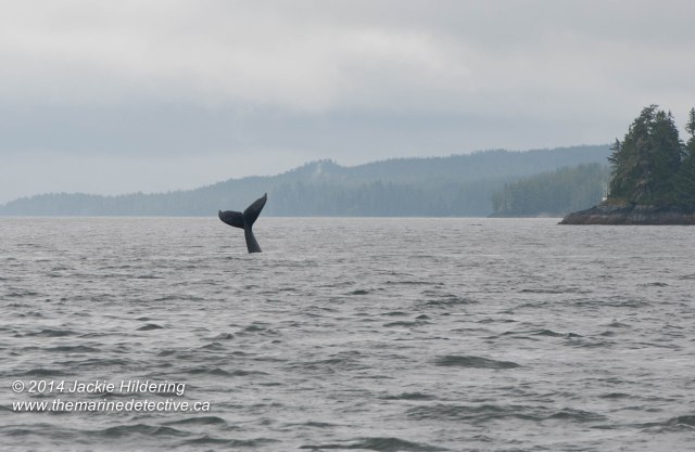 ©Jackie Hildering. Telephoto and cropped.