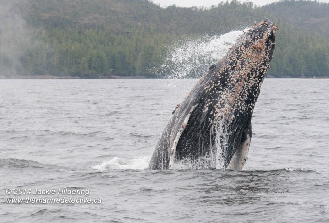 ©Jackie Hildering. Telephoto and cropped.