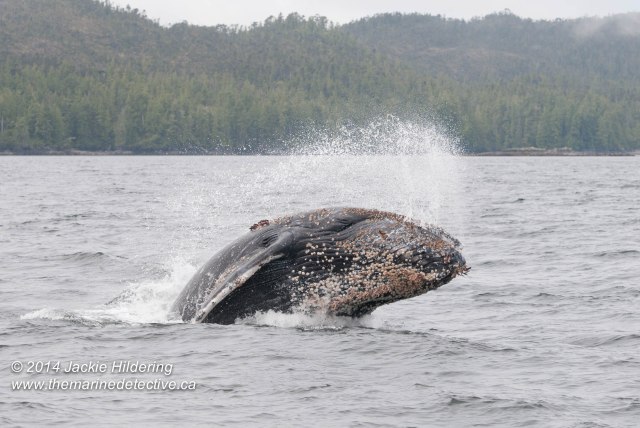 ©Jackie Hildering. Telephoto and cropped.