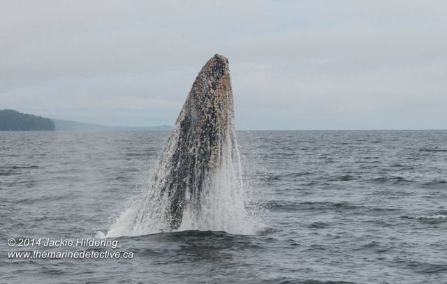 ©Jackie Hildering. Telephoto and cropped.