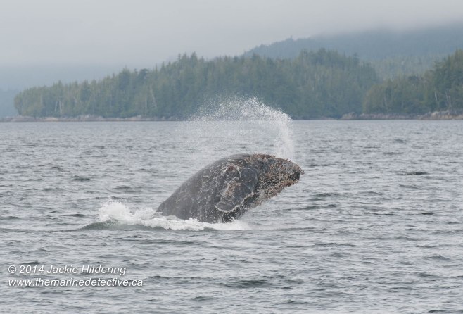 One of the two humpbacks that was incredibly surface active ©Jackie Hildering. All photos Telephoto and cropped. 