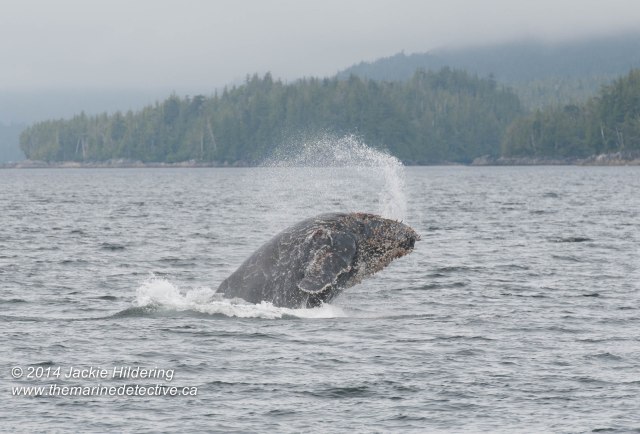 One of the two humpbacks that was incredibly surface active ©Jackie Hildering. All photos Telephoto and cropped.