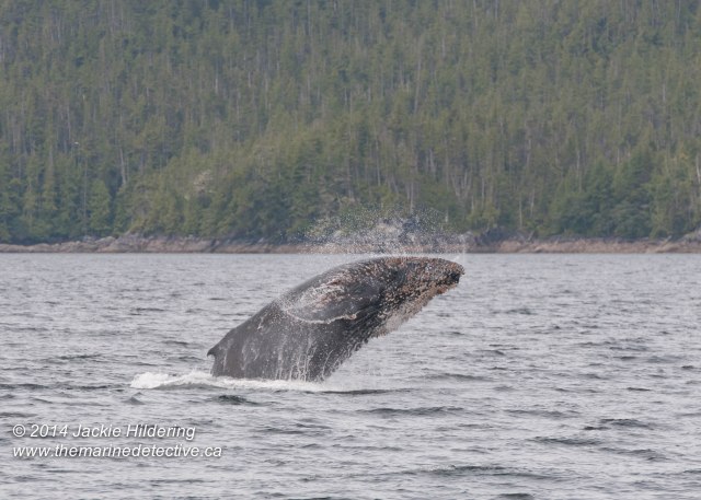 ©Jackie Hildering. Telephoto and cropped.