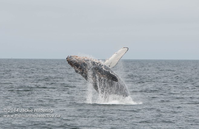 ©Jackie Hildering. Telephoto and cropped. 