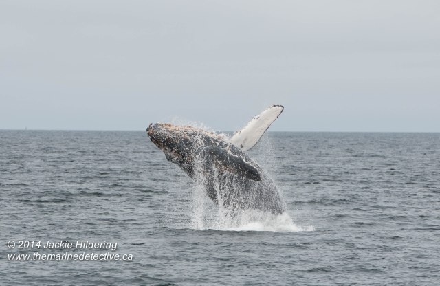 ©Jackie Hildering. Telephoto and cropped.