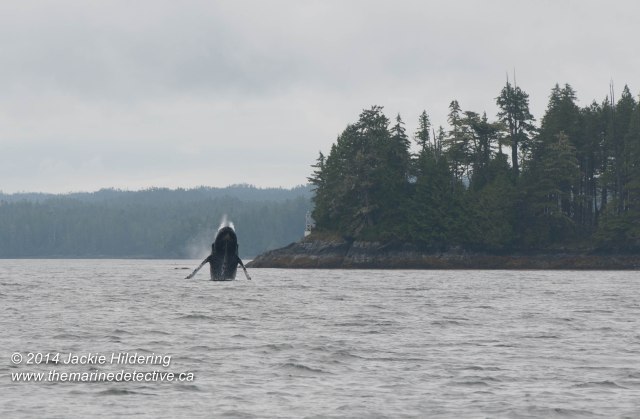 ©Jackie Hildering. Telephoto and cropped.