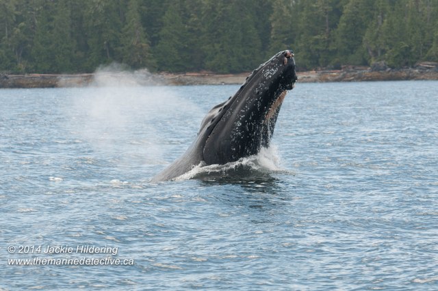 ©Jackie Hildering. Telephoto and cropped.