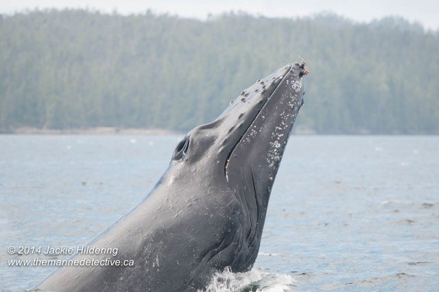 ©Jackie Hildering. Telephoto and cropped.