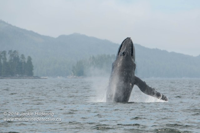 ©Jackie Hildering. Telephoto and cropped.