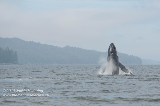 ©Jackie Hildering. Telephoto and cropped.