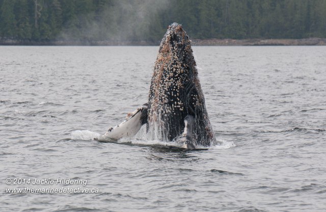 All photos telephoto and cropped ©2014 Jackie Hildering.