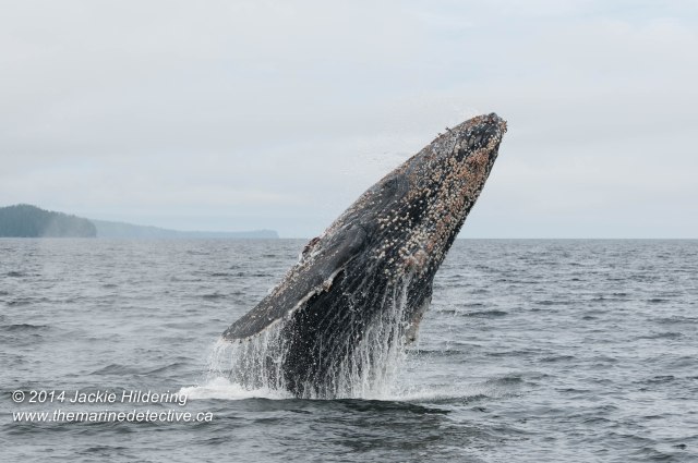 ©Jackie Hildering. Telephoto and cropped.