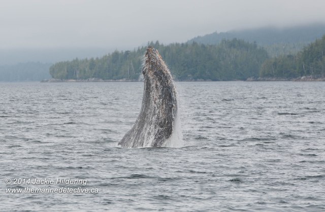 ©Jackie Hildering. Telephoto and cropped.