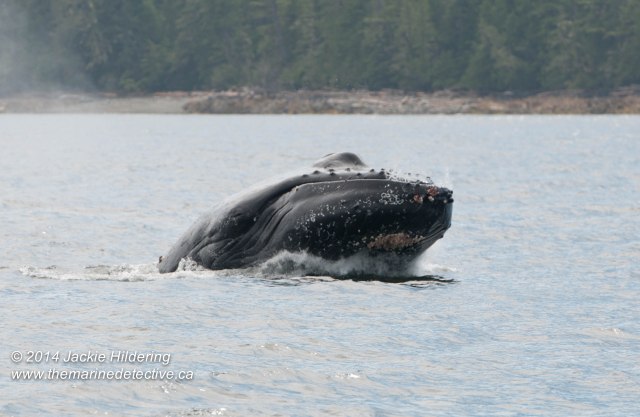 ©Jackie Hildering. Telephoto and cropped.