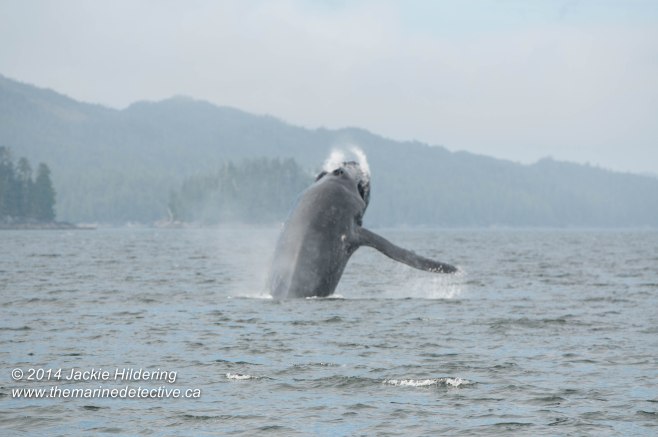 ©Jackie Hildering. Telephoto and cropped. 