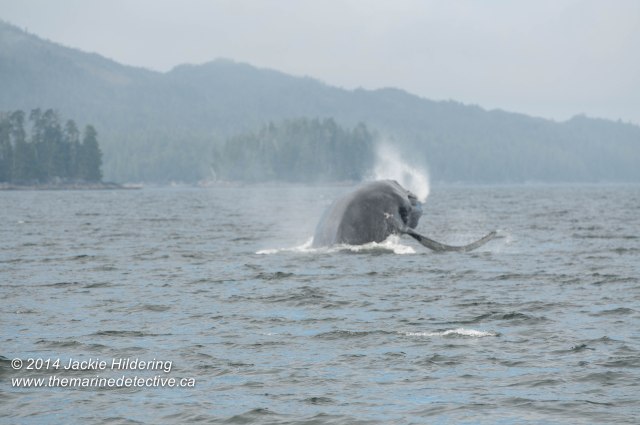 ©Jackie Hildering. Telephoto and cropped.