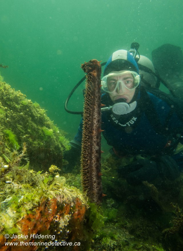 Giant Red Sea Cucumber reaching for new heights? Dive buddy - Tavish Campbell. ©Jackie Hildering