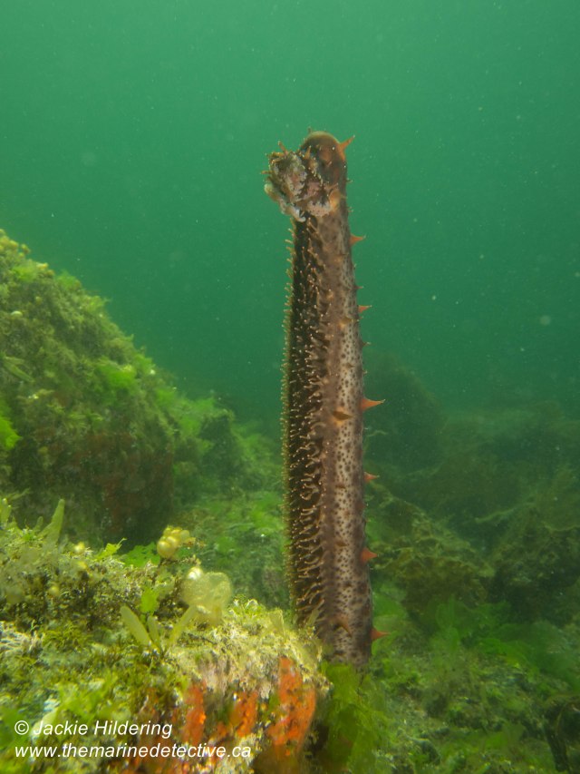 Unsolved mystery! ©Jackie Hildering