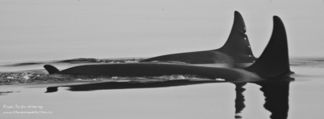 See the little fin at the far left? That is "Cutter" (A86) as a calf in 2006 nursing mother "Clio" (A50). Sibling "Bend" (A72) is the whale with the injured dorsal fin. Bend now has a calf of her own. A30 matriline of "Northern Resident" orca population (inshore fish- eaters) ©Jackie Hildering. 