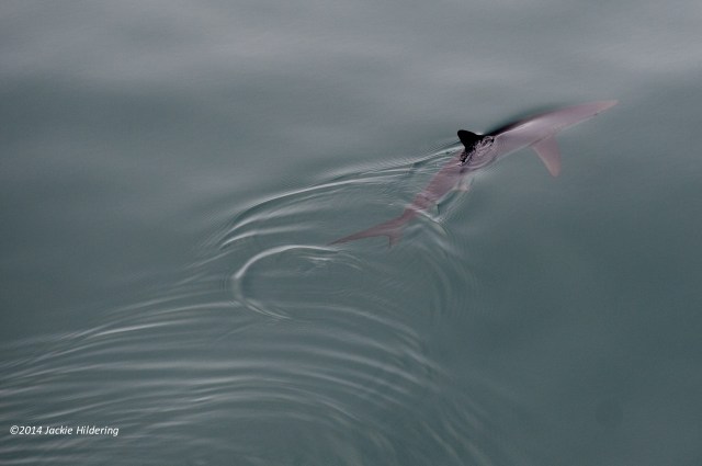 Blue shark. ©Jackie Hildering.