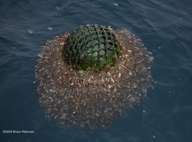 Glass ball covered with Pelagic Gooseneck Barnacles (Lepas anatifera). Photo: ©Bruce Paterson. 