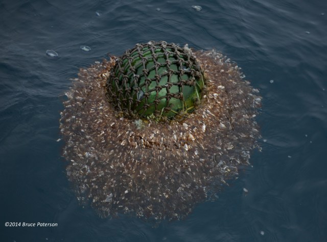 Glass ball covered with Pelagic Gooseneck Barnacles (Lepas anatifera). Photo: ©Bruce Paterson.