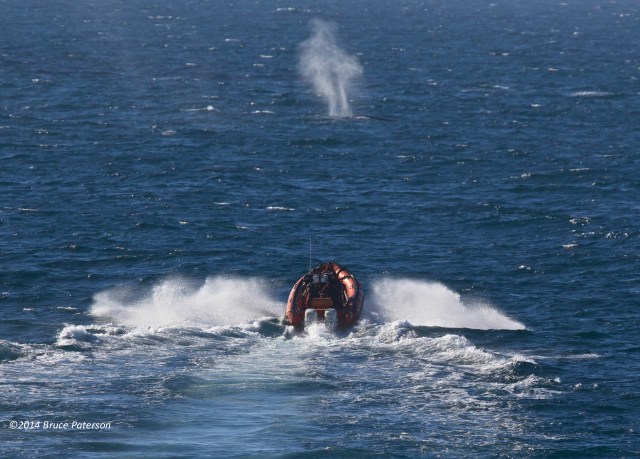 One of the +/- 150 sightings made of threatened Fin Whales. Photo ©Bruce Paterson.