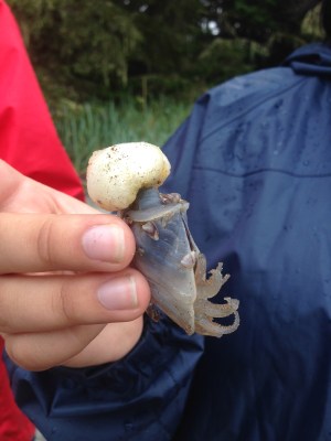 Sadie holding a Buoy Barnacle that we found on the beach north of Klemtu. 
