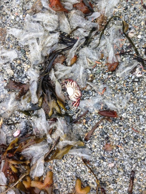 Vellela vellela (By-the-Wind-Sailors) washed ashore. Only their chitinous-like sails remaining, the scarlet blue floating polyp having rotted away. Photo: ©Jackie Hildeirng