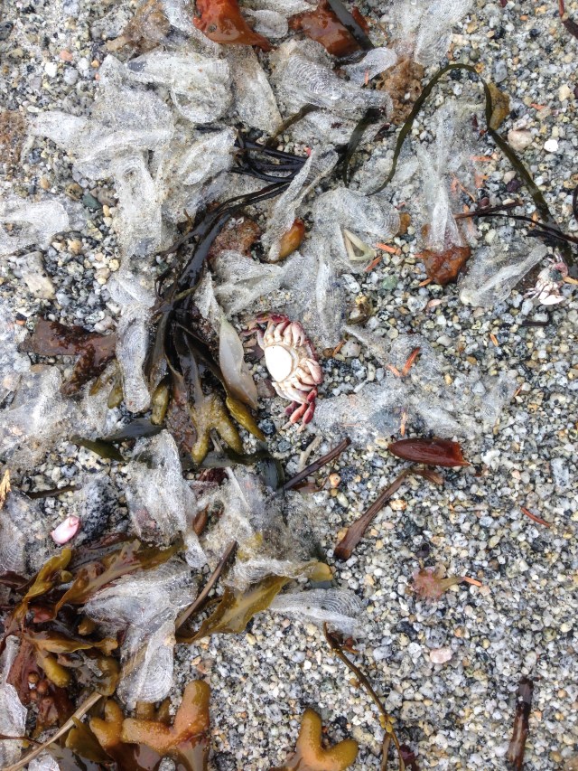 Vellela vellela (By-the-Wind-Sailors) washed ashore. Only their chitinous-like sails remaining, the scarlet blue floating polyp having rotted away. Photo: ©Jackie Hildeirng