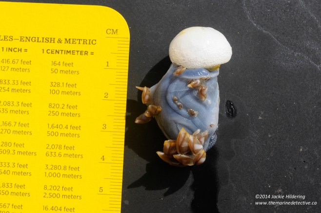Buoy Barnacle with the float it has secreted itself. The smaller barnacles attached are juveniles of another species - Pelagic Gooseneck Barnacles (Lepas anatifera). Photo: ©Jackie Hildering. 