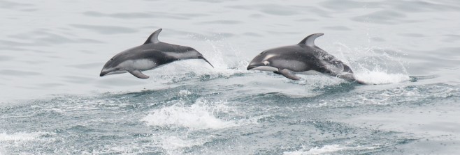 Pacific White-Sided Dolphin on the left has anomalous colouration - see the marking around his/her eye? ©Jackie Hildering