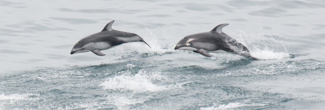 Pacific White-Sided Dolphin on the left has anomalous colouration - see the marking around his/her eye? ©Jackie Hildering
