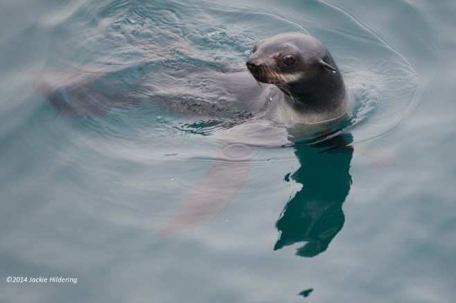Inquisitive Northern Fur Seal (Threatened). Many young Northern Fur Seals, after weaned, remain at sea for 22+ months (really). ©Jackie Hildering