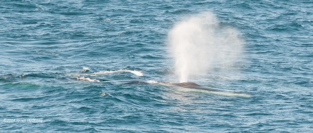 Threatened Fin Whale. Note the white lower right jaw. This is a discerning feature of Fin Whales. The lower right jaw is white (and the lower left jaw is black!) ©Jackie Hildering.
