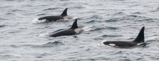These are Bigg’s/Transient Killer Whales that have never before been identified in BC (or probably anywhere) due to their being among the mammal-eating killer whales that have a preference for pelagic waters. Jared Towers, in his role with DFO, is the authority in BC on mammal-eating killer whales and it is he who immediately recognized that these individuals have not been previously identified and who will assign identification names for them. The data obtained on the survey builds on DFO’s 40+ years of population studies on killer whales in BC. ©Jackie Hildering
