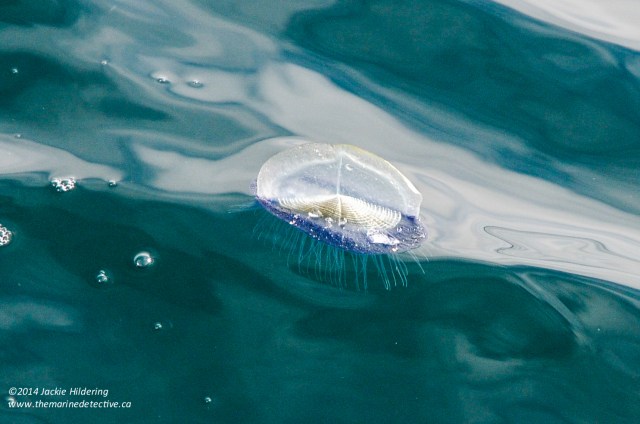 Vellela vellela - see the feeding tentacles? Photo ©Jackie Hildering.