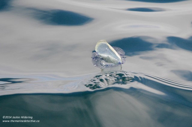 Vellela vellela. Photo ©Jackie Hildering.