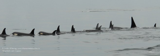 Resting line of "Northern Resident" orca (inshore fish-eaters). ©Jackie Hildering