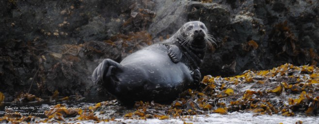 Pacific Harbour Seal about to give birth. ©Jackie Hildering