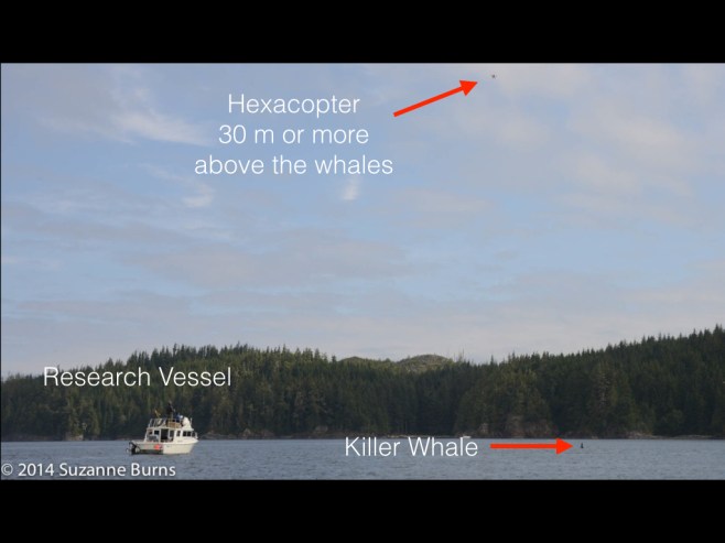 Photo by Suzanne Burns showing how benign this method of study is - the research boat is more than 100m away and the hexacopter with camera is 30 m or move above the whales. 