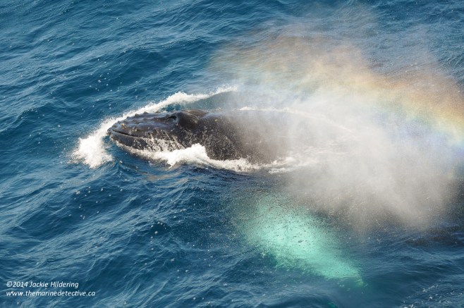 Yes the rainbow in the humpback's blow is stunning but look at all the Vellela vellela around the humpback! ©Jackie Hildering. 