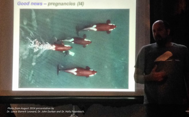 Happy news! Photo taken from the hexacopter revealing reveals that I4 is pregnant. Photo taken during presentation by Dr. Lance Barrett Leonard, Dr. John Durban and Dr. Holly Fearnbach at Telegraph Cove's Whale Interpretive Centre on August 25th, 2014. Photo: Jackie HIldering